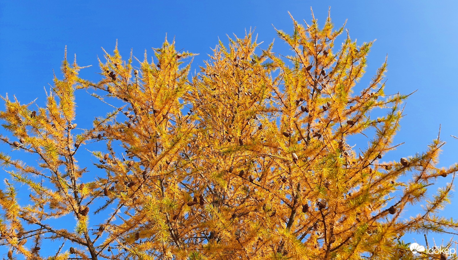 Lombhullató fenyő sárga "ruhában" :)