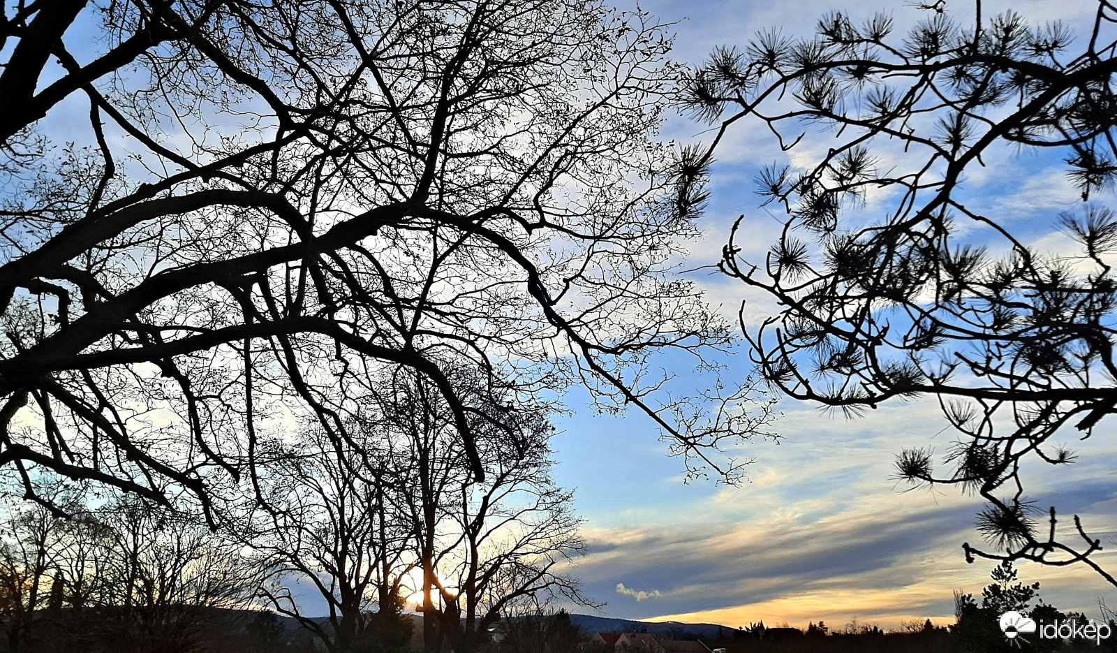 Fák alkotta nonfiguratív :)