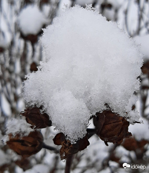 Mályvacserje "hósapkában" :)