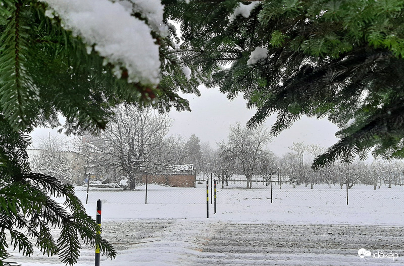 Havas táj fenyők közül kémlelve :)