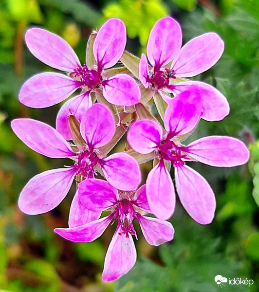 Apró szépség - Bürökgémorr :)