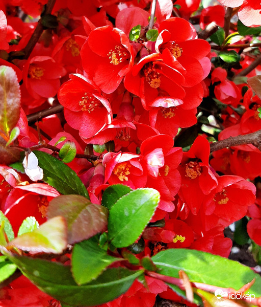 Japánbirs virágzása