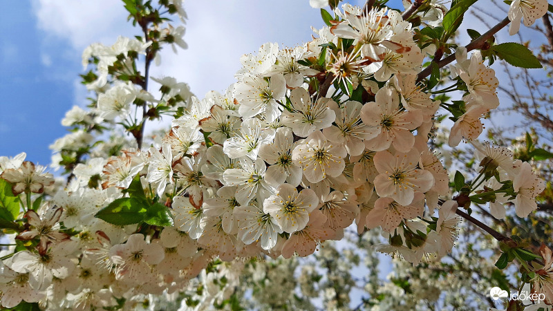 Dús virágzatban pompázó cseresznyefa :)