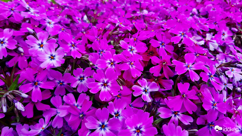 Árlevelű lángvirág :)