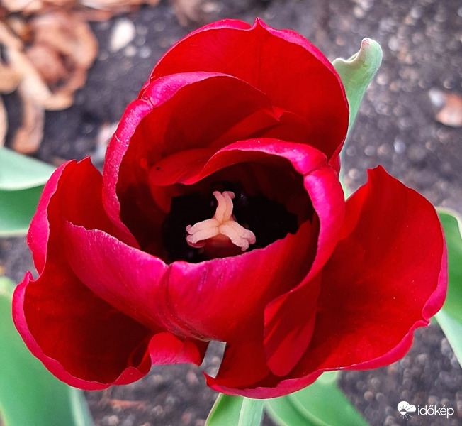 Még egy szép tulipán... :)