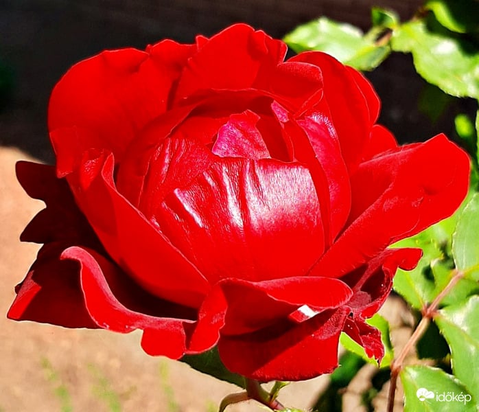 Egy szál vörös rózsa szikrázó napsütésben :)