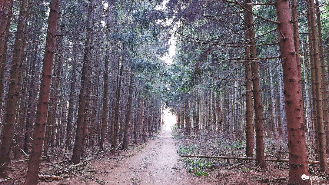 Sűrű fenyőerdőben a fény felé haladva 1. :)