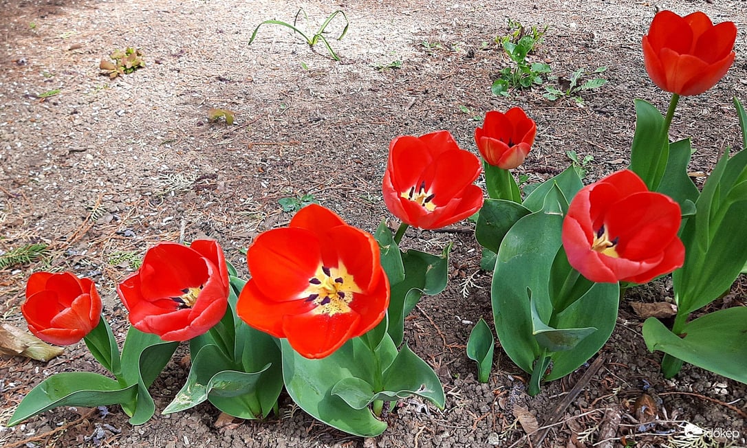 Piros tulipánok szépen sorban... :)