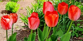 Piros tulipánok sorban állva... :)