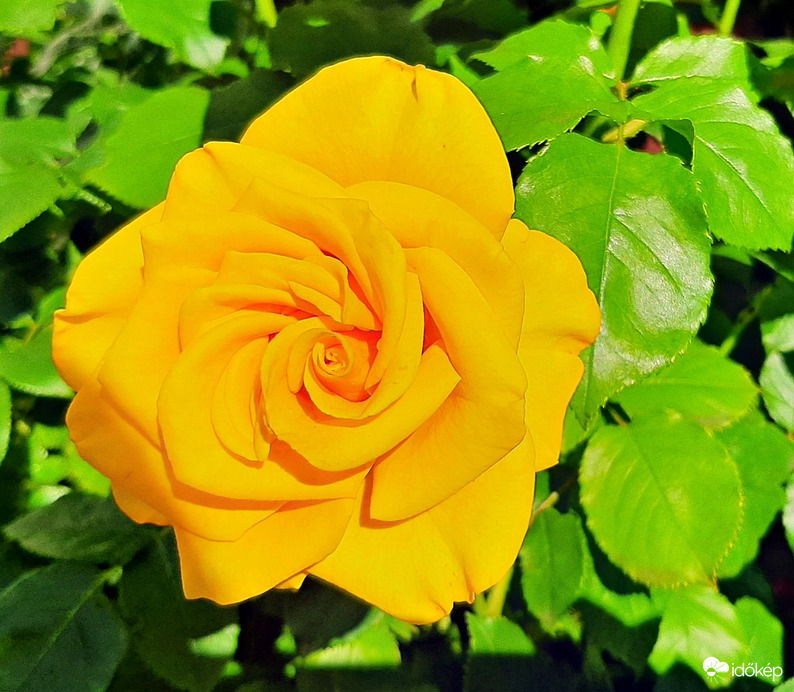 Sárga rózsa, mikor még pompázott 2. :)