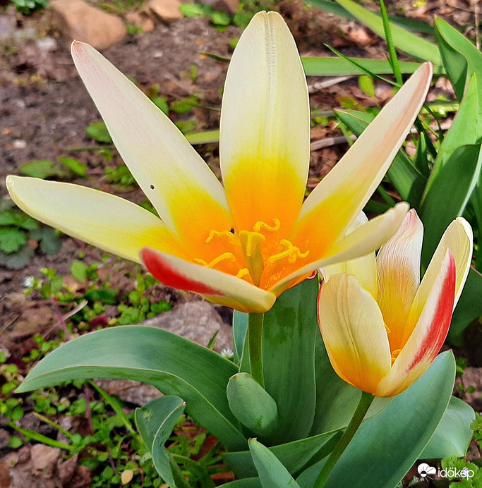 Kinyílt tulipánok 2. :)