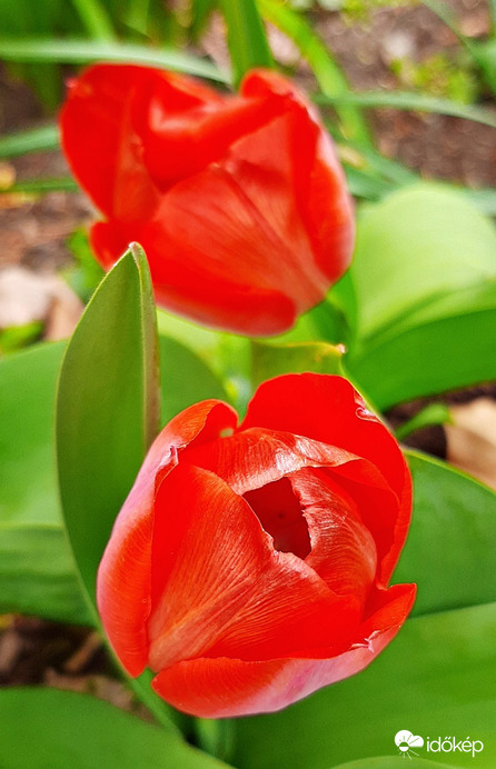 Piros tulipánok - egyik jobbra, másik balra... :)