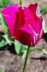 Csak egy szál tulipán május elejéről... :)