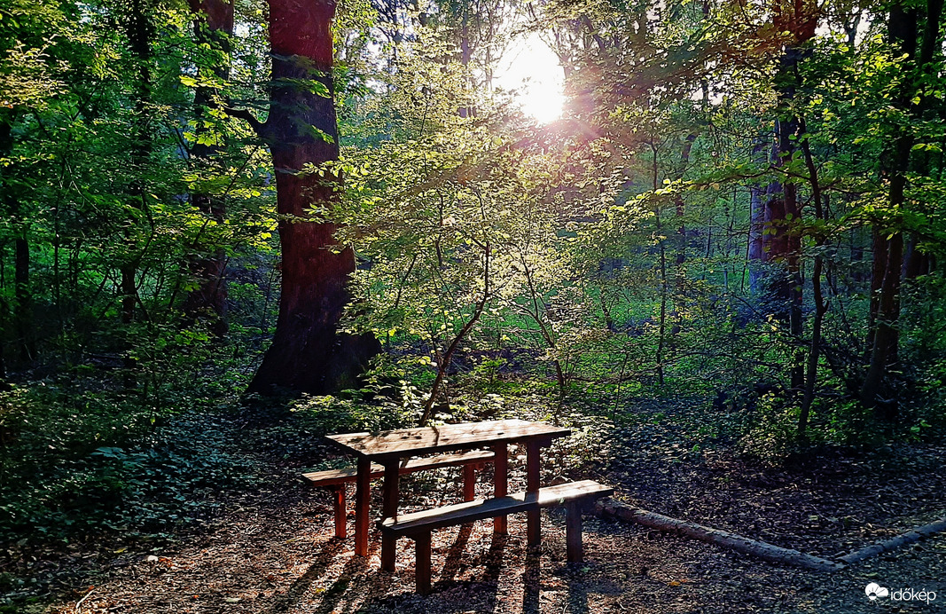 Erdő mélyén a lemenő nap fényében 2. :)