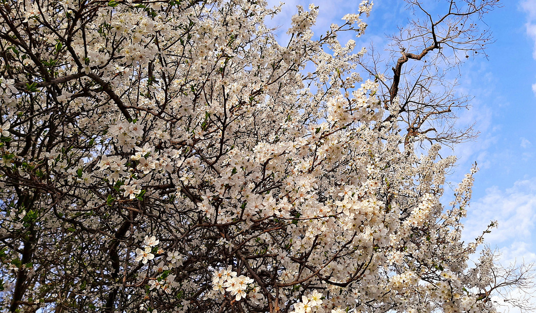 Cseresznyeszilva virágzása 1. :)