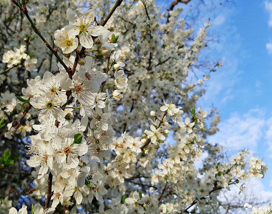 Cseresznyeszilva virágzása 2. :)
