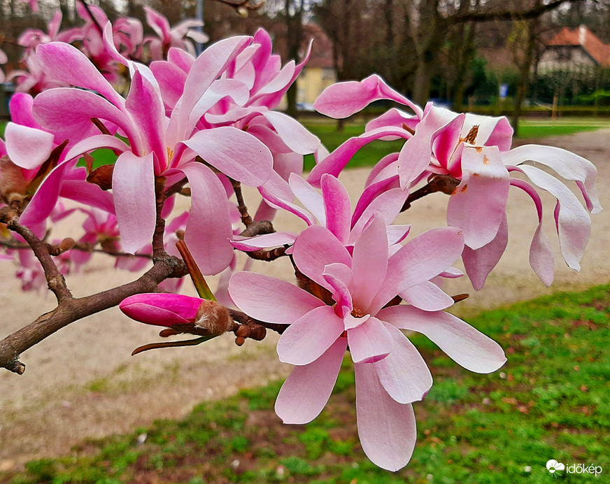 Csillagvirágú liliomfa (Magnolia stellata) 4. :)