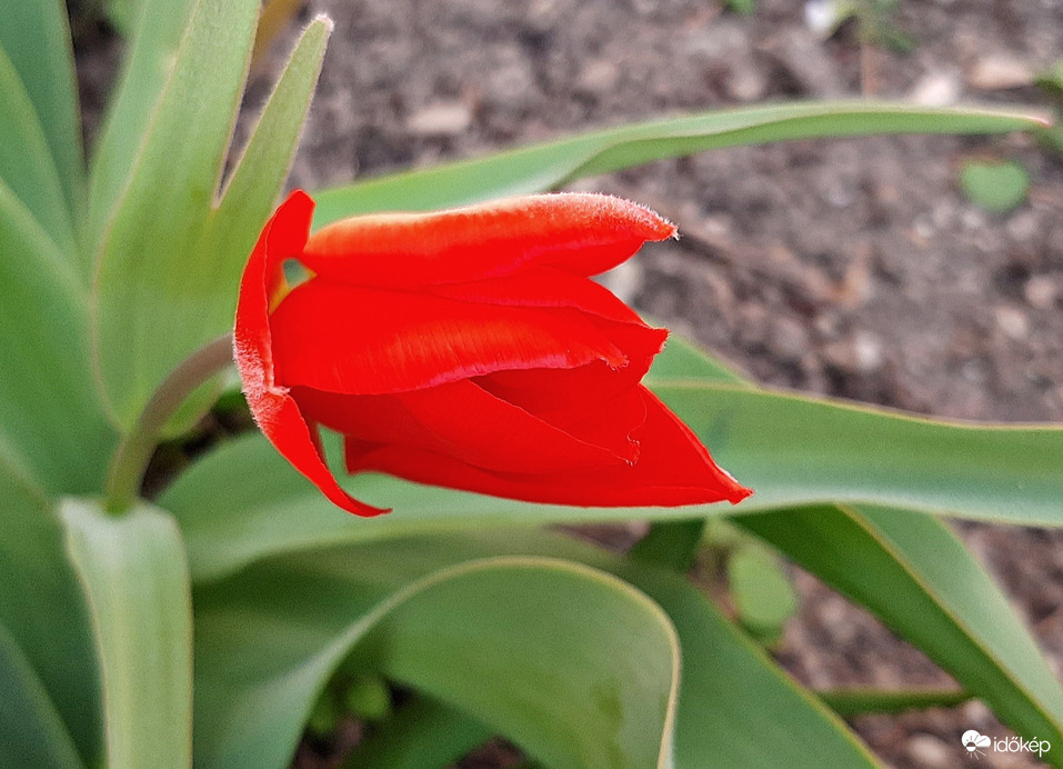 Csak egy szál piros tulipán... :)