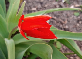 Csak egy szál piros tulipán... :)