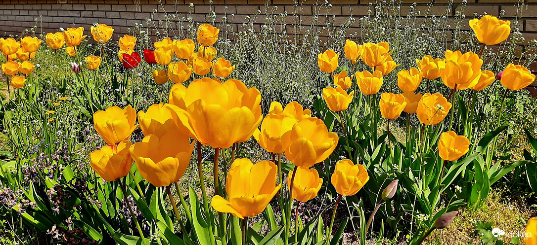 Szemet gyönyörködtető sárga tulipánok... :)