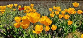 Szemet gyönyörködtető sárga tulipánok... :)