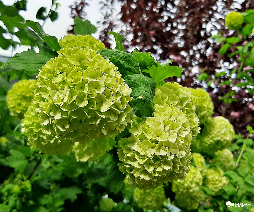 Labdarózsa 1. :)