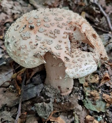 Piruló galóca (kissé már viseletes állapotban...) :)