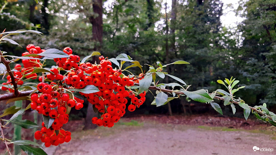 Tűztövis szeptember közepén :)