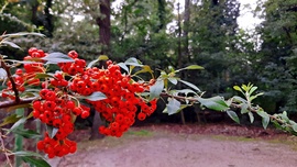 Tűztövis szeptember közepén :)