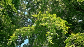 Zömében még mindig a zöld az uralkodó szín... :)