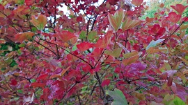 Kányabangita színes "ruhában" :)