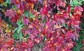 Vadszőlő is színes "ruhában" :)