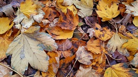 A sárga és barna árnyalataiban pompázó levélszőnyeg 1. :)