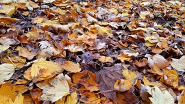 A sárga és barna árnyalataiban pompázó levélszőnyeg 2. :)