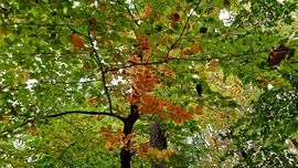 Beindult a színesedés 1. :)