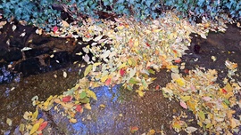 Rák-patak és színes levélszőnyeg találkozása :)