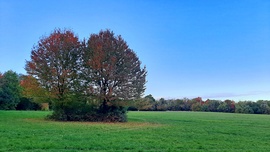 Őszülőfélben "kettecskén" a kék ég alatt a Fáber-réten :)