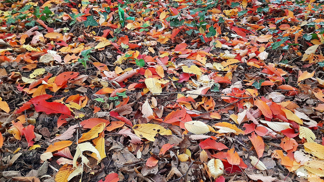 Változatos színekben pompázó levélszőnyeg :)