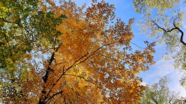 Őszi színek a Soproni Parkerdőben 1. :)