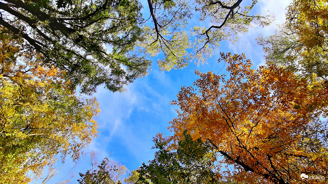 Őszi színek a Soproni Parkerdőben 2. :)
