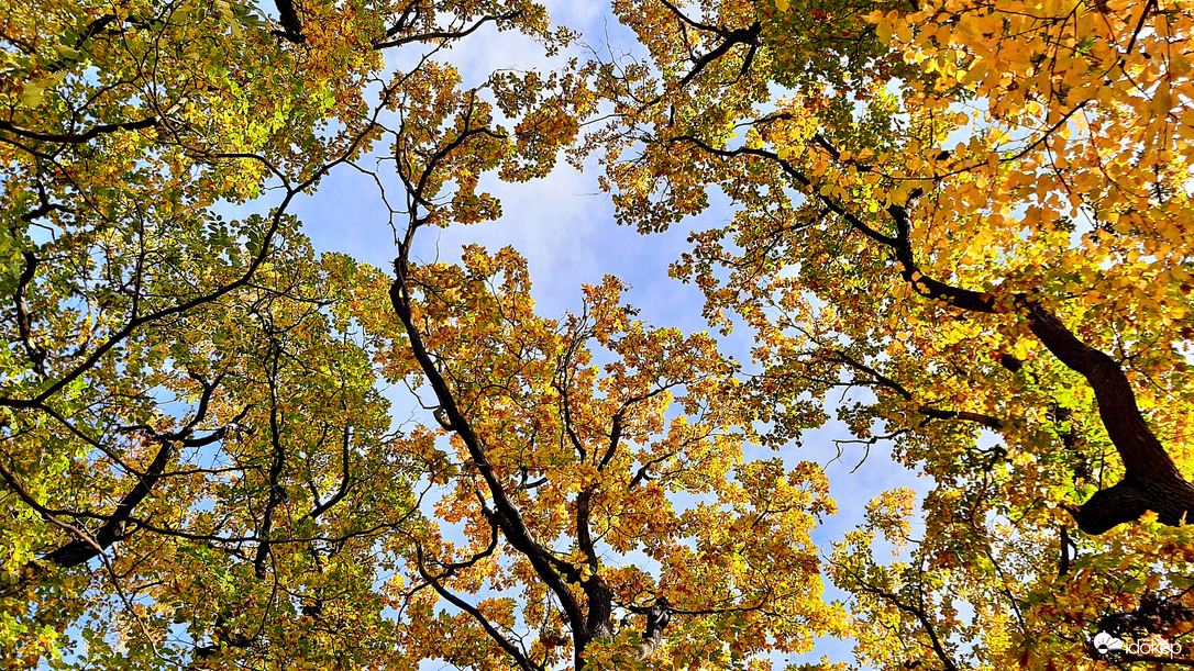 Őszi színek a Soproni Parkerdőben 3. :)