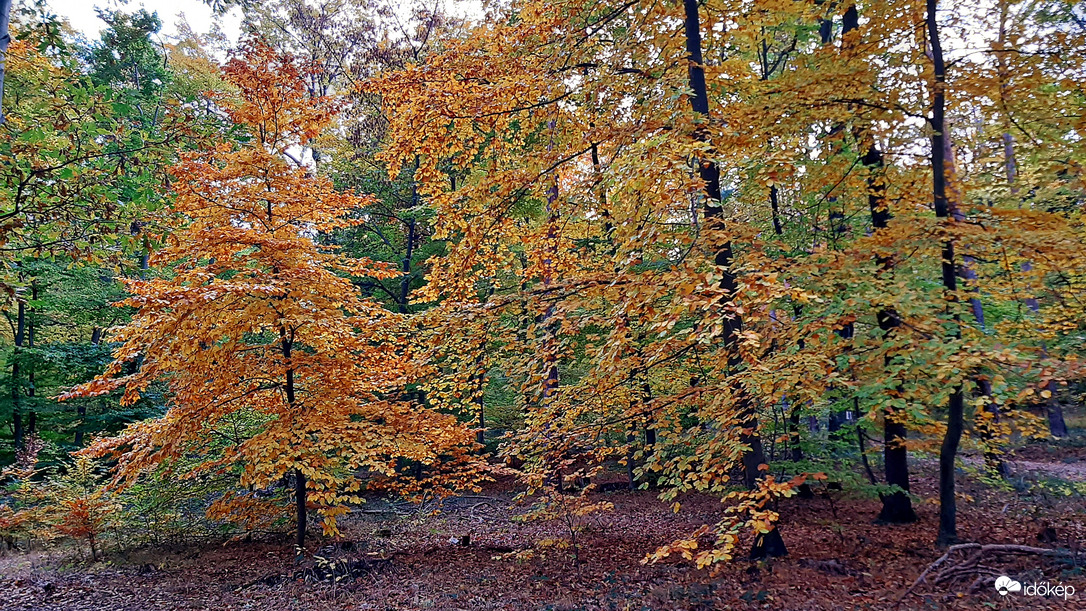 Őszi színek a Soproni Parkerdőben 4. :)