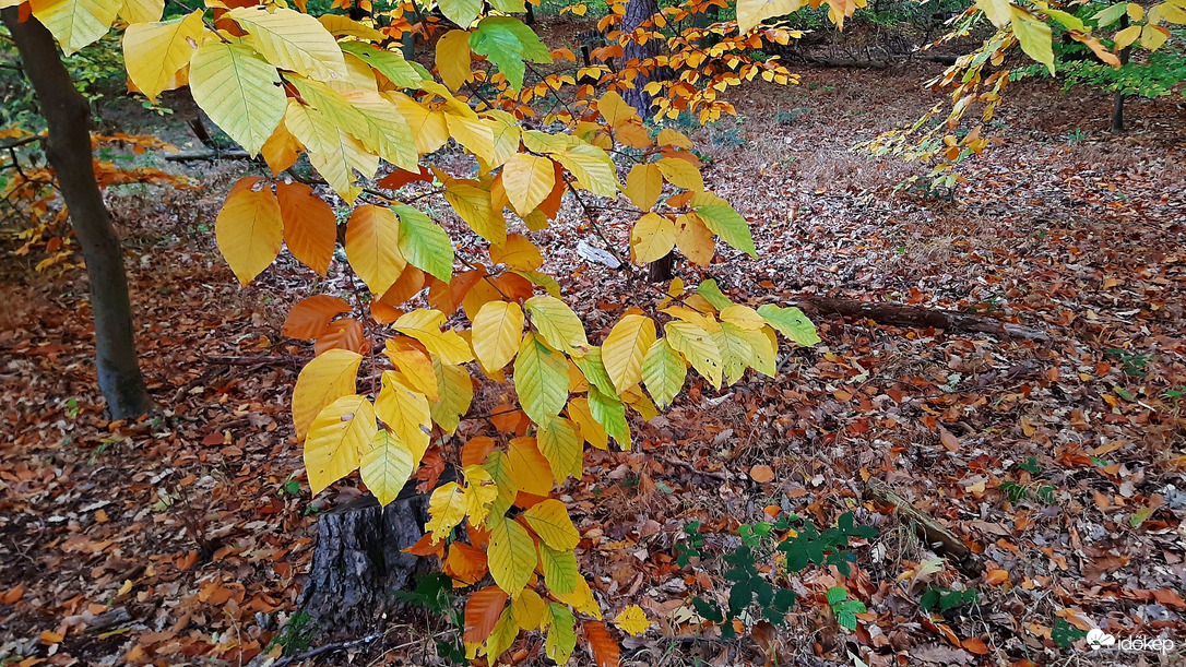 Őszi színek a Soproni Parkerdőben 6. :)