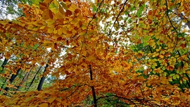 Őszi színek a Soproni Parkerdőben 9. :)