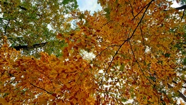 Őszi színek a Soproni Parkerdőben 12. :)