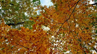 Őszi színek a Soproni Parkerdőben 12. :)