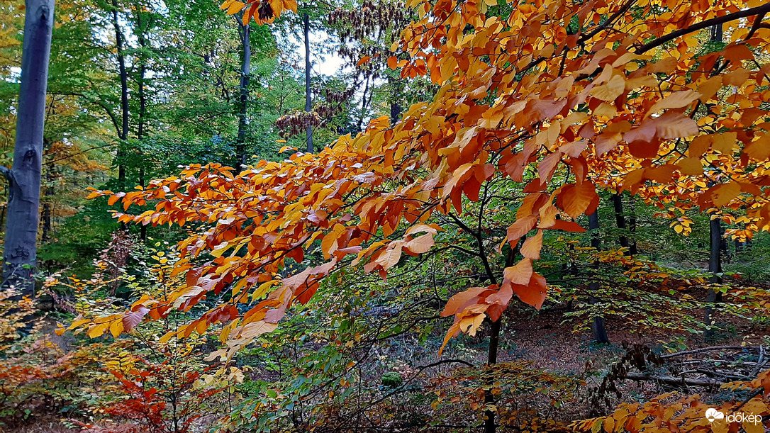 Őszi színek a Soproni Parkerdőben 13. :)