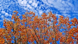 Őszülő juhar altocumulusok "ölelésében" :)