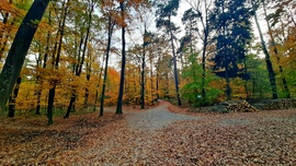 Melyik utat válasszam az őszülő erdőben? :)