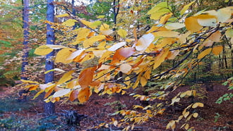 Még egy kis őszi szín a Soproni Parkerdőben 1. :)